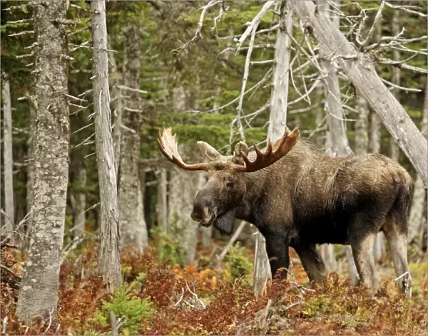 Bull Moose - in woods - Cape Breton Island National Park - Canada