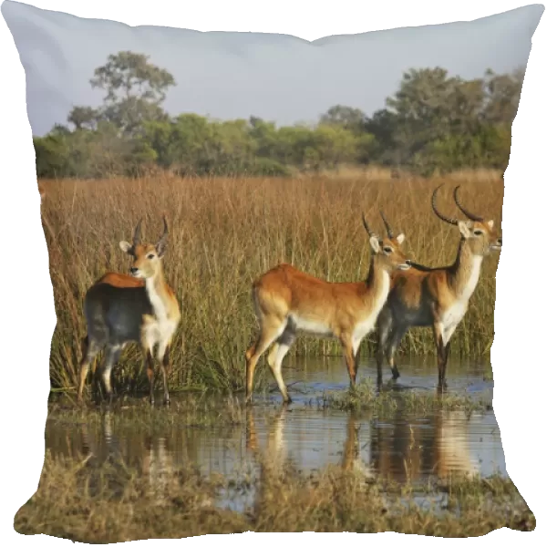 Lechwe waterbuck, Moremi NP, Botswanan
