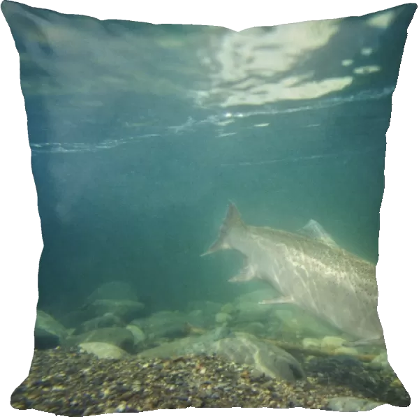 Rainbow Trout  /  Steelhead - swimming in Pacific Northwest river on migration to spawning bed. Steelhead are rainbow trout that have gone to the ocean for several years. Steelhead are now classified as salmon. Lx328
