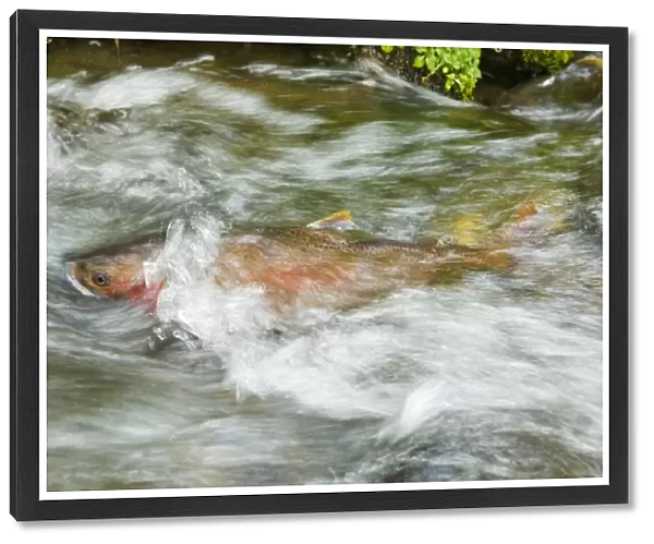 Cutthroat Trout - in small spawning stream. June. Reach maturity at 4 to 5 years. Western U. S. BAX7196