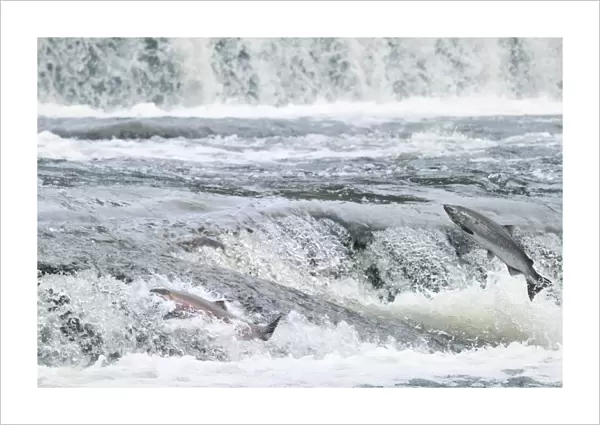 Coho  /  Silver Salmon - jumping small falls while on autumn spawning migration up freshwater river - Pacific Northwest - Oregon - USA _C3C0511