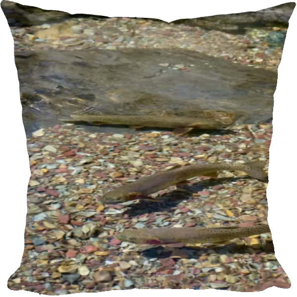 Cutthroat Trout - in spawning stream - Glacier National Park - Montana - USA - July _D3A8795