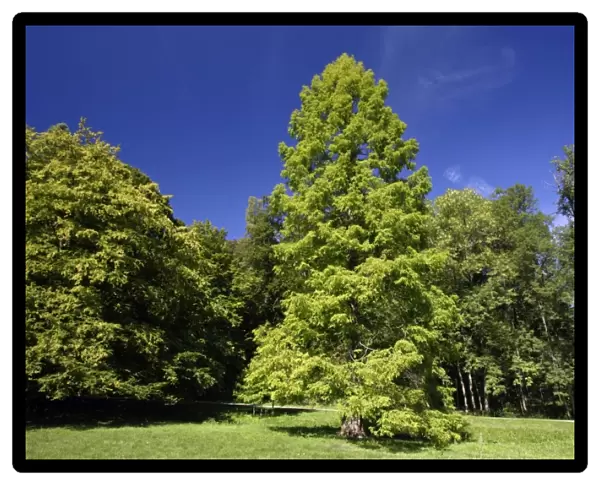 Swamp Cypress Tree- standing in park, Hessen, Germany