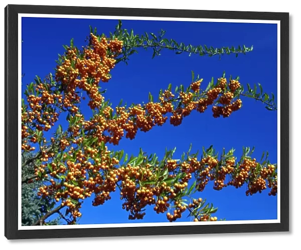 Firethorn - bush wth ripened berries in autumn, Hessen, Germany