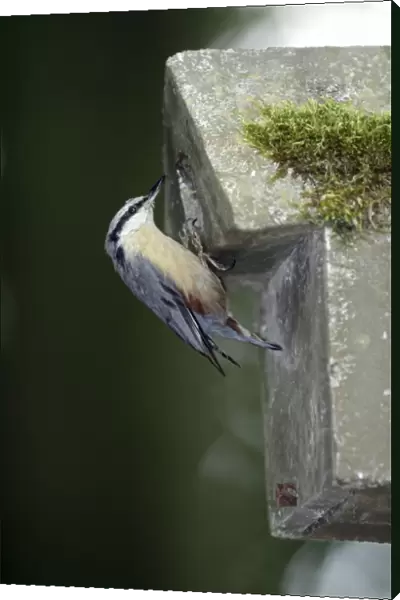 Nuthatch - at artificial nestbox entrance, in parkland, Lower Saxony, Germany