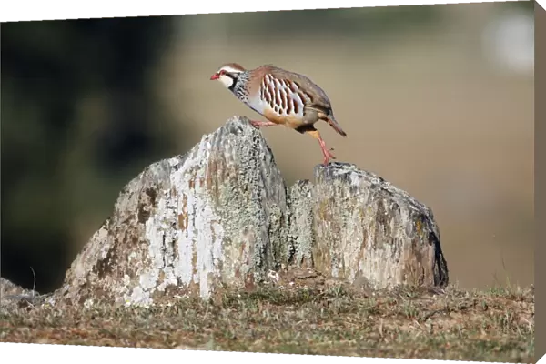 Red-legged Partridge - climbing across stones, region of Alentejo, Portugal