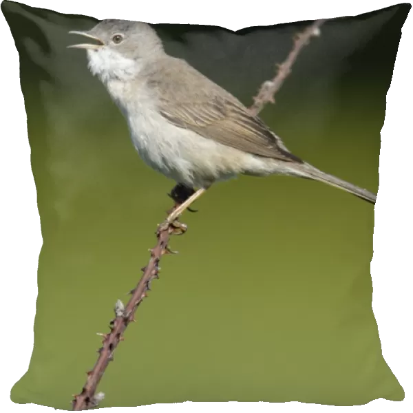 Whitethroat - male singing from briar, Lower Saxony, Germany