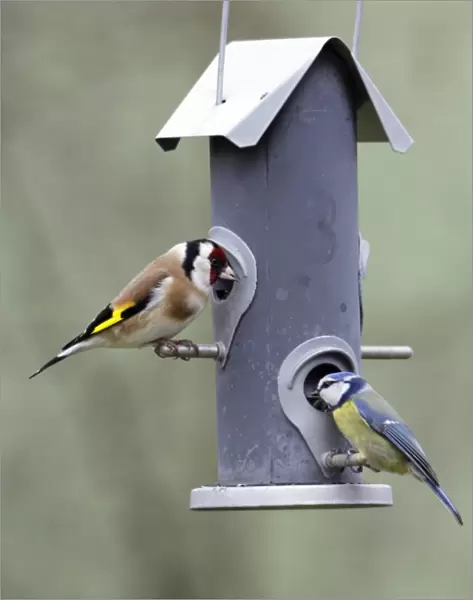 Goldfinch and Blue Tit - (Parus caeruleus), feeding on seed station, Lower Saxony, Germany