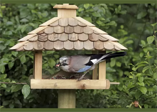 Jay - at bird feeding station in garden, Lower Saxony, Germany