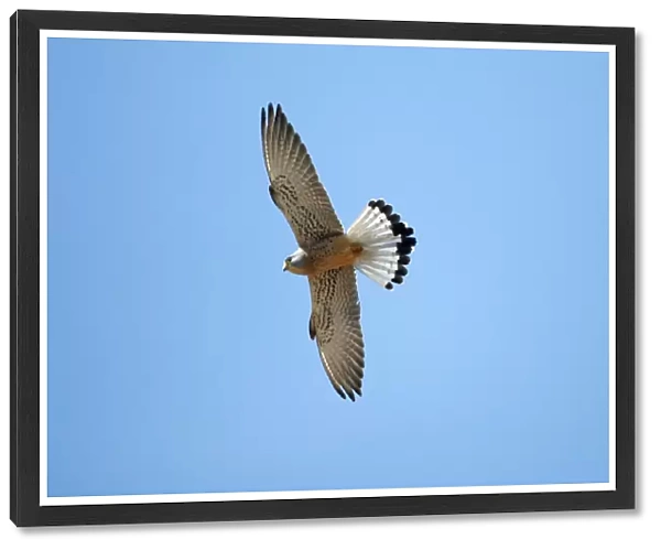 Lesser Kestrel - male in flight, Extremadura, Spain