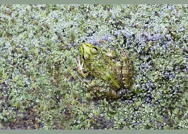 Iberian Marsh Frog - amongst pond weed, Alentejo region, Portugal
