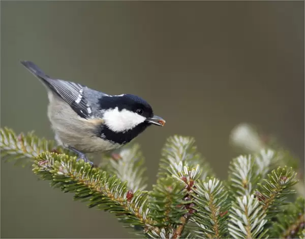 Coal Tit - searching for food on fir tree, Lower Saxony Germany