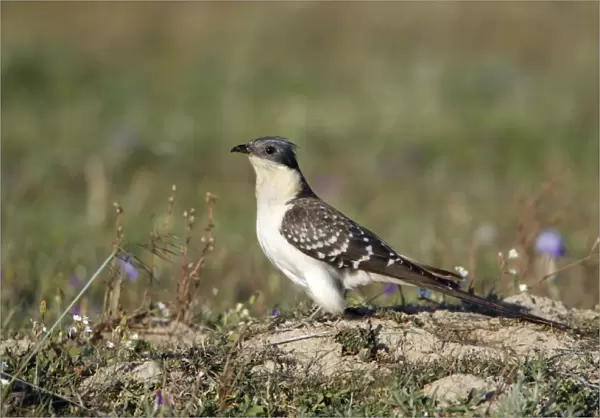 Great Spotted Cuckoo - on meadow, Herdade de Sao Marcos Great Bustard Reseve and NP, beside township Castro Verde, Alentejo, Portugal