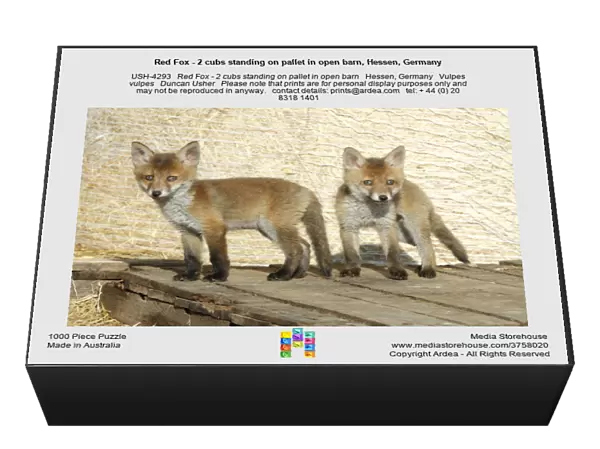 Red Fox - 2 cubs standing on pallet in open barn, Hessen, Germany