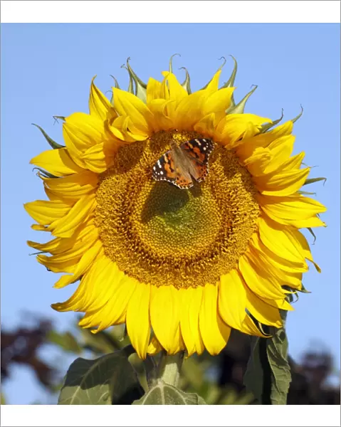 Butterfly, Painted Lady - feeding on sunflower head, Lower Saxony, Germany