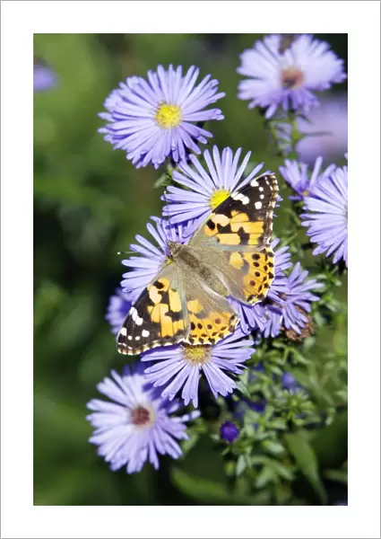 Butterfly, Painted Lady - feeding on autumn flowering aster blossom in garden, Lower Saxony, Germany