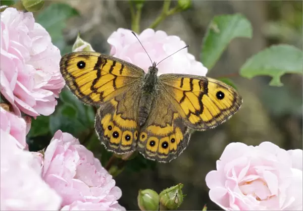 Butterfly, Wall - resting on rose blossom in garden, Lower Saxony, Germany