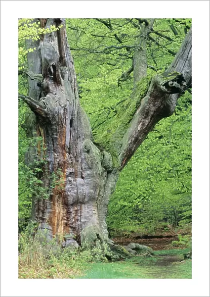 Ancient Oak Tree - in spring greenery