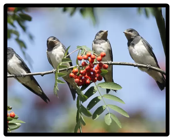 Barn Swallow - 4 juveniles perched on rowan tree branch, Lower Saxony, Germany