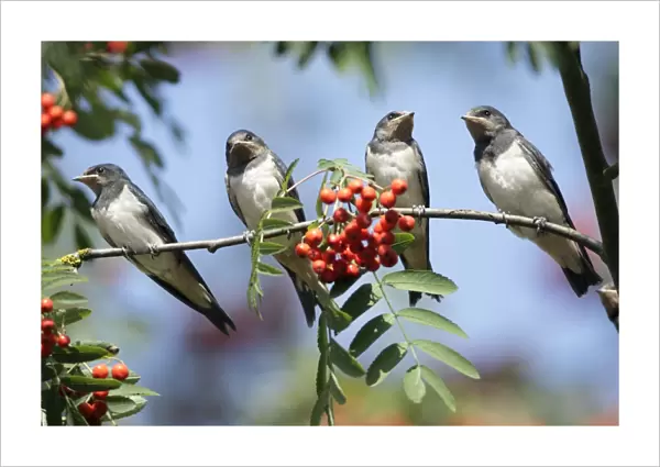 Barn Swallow - 4 juveniles perched on rowan tree branch, Lower Saxony, Germany