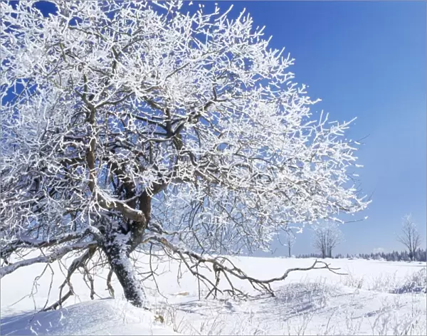 Tree - in winter snow. Šumava region in the Czech Republic 80053222