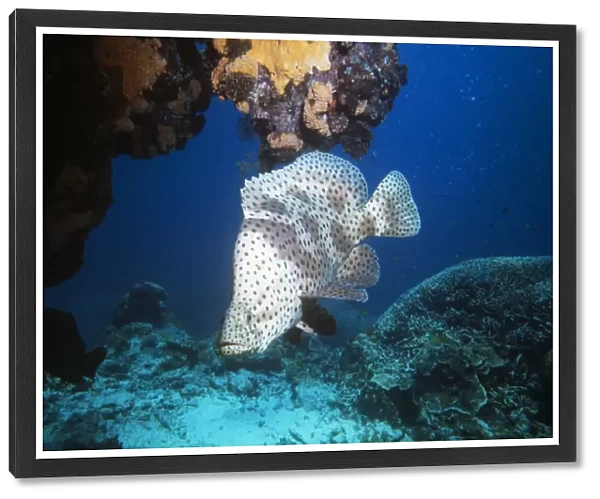 Barramundi Cod  /  Humpback grouper  /  Panther grouper & Polka-dot Grouper Great Barrier Reef