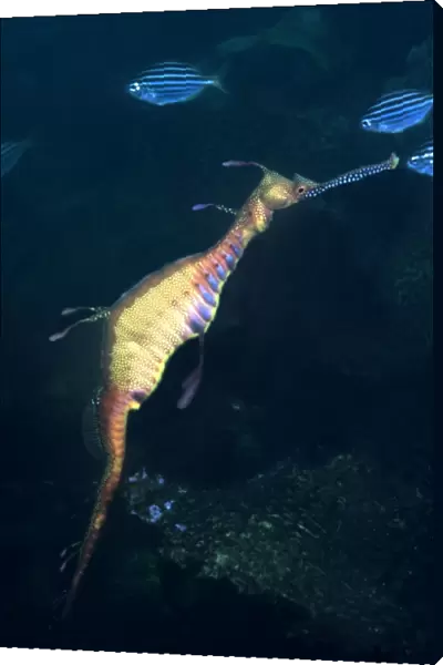 Weedy Sea Dragon - Endemic to the south east coast of Australia. Grows to 45cm Jervis Bay, New South Wales. Australia HOR-012