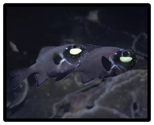 Flashlightfish - These fish have a symbiotic bacterium that produces the light as a by product of metabolism. They are totally nocturnal living by day in deep caves. Banda Sea. Indonesia