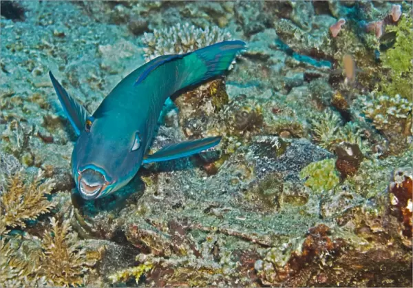 Redtail Parrotfish - One of the most wary of parrotfishes, The terminal male is bright yellow with pink touches. Note how one eye looks at the photographer and the other towatds the rear - Papua New Guinea