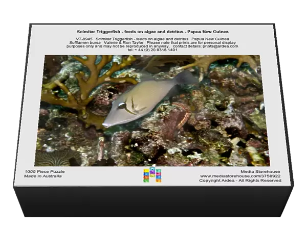 Scimitar Triggerfish - feeds on algae and detritus - Papua New Guinea