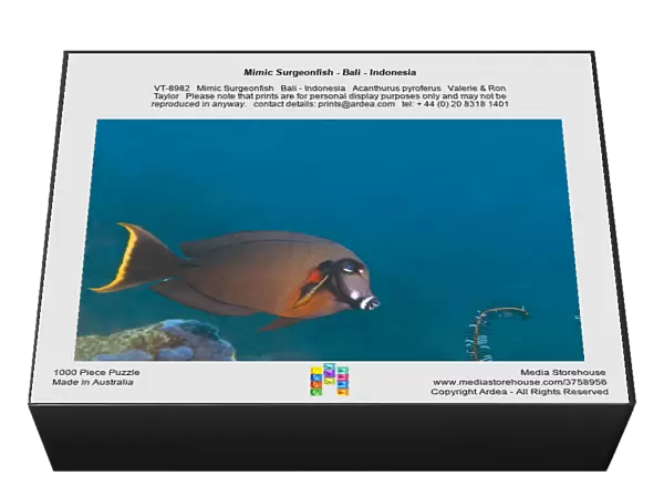 Mimic Surgeonfish - Bali - Indonesia