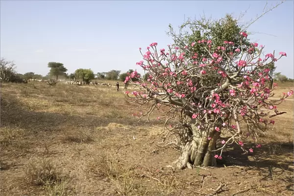 Desert Rose. Valley of the Omo - Ethiopia