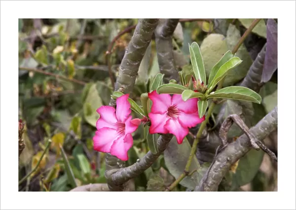 Desert Rose. Omo Valley - Ethiopia Apocynaceae