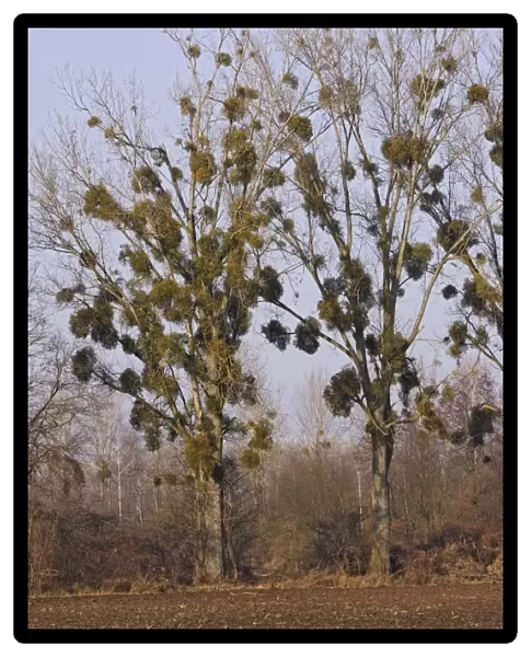 Mistltoe - growing on Poplars. Alsace - France