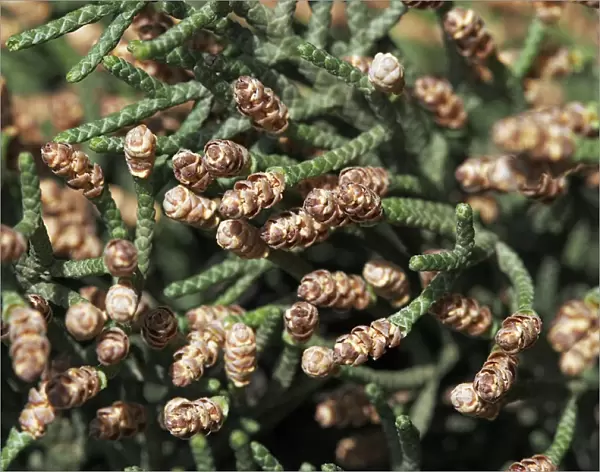 Cypress - pollen. Provence - France