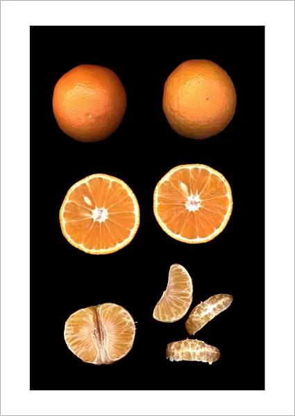 Fruit - Mandarin