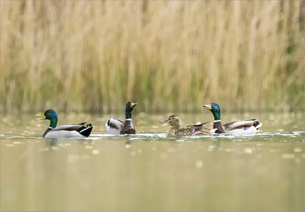 Mallards - 3 males wooing a female - Provence - France