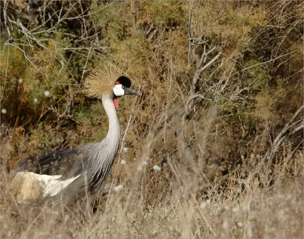 Black-Crowned Crane - Dans un marais - France