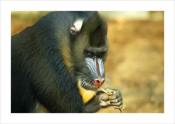 Mandrill - male chewing on bark 