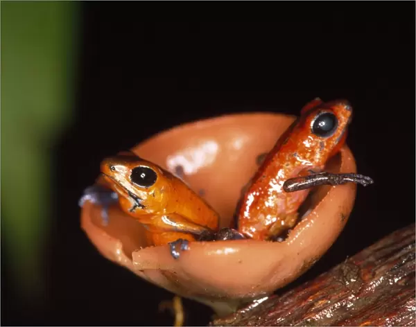 Poison Arrow  /  Red Dart Frog - x2 in fungi Costa Rica