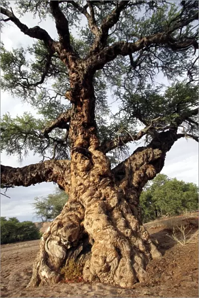 Ana tree Virus on the tree, Huab river Namibia