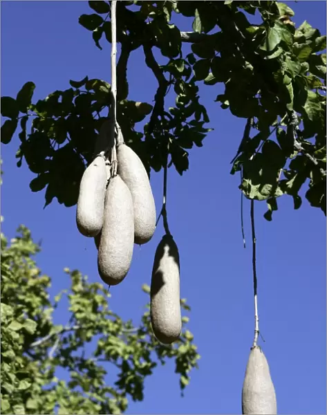 Sausage Tree. South Luangwa Valley National Park - Zambia - Africa