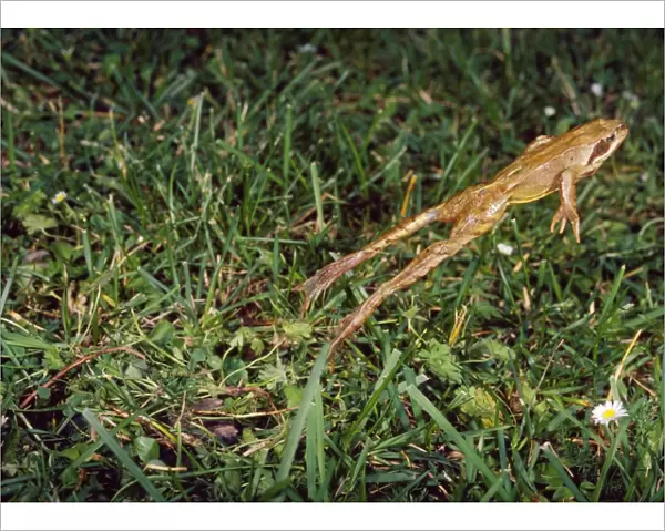 Agile Frog - The hind legs are unusually long which allow this species to jump up to two meters in distance