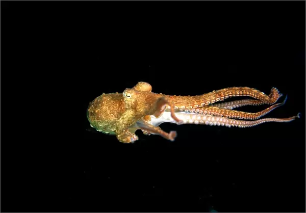 Southern Keeled Octopus - in midwater Edithburgh, Yorke Peninsula, South Australia TED00191