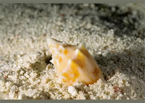 The predatory snail, known as a volute, (Cymbiola sp) is burying itself in the sand, perhaps to avoid predators. Great Barrier Reef Marine Park, Queensland, Australia