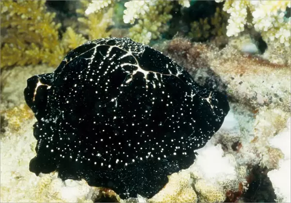 The egg cowrie (Ovula ovum) gets it's name from its round white shell, which is covered in the animal's black mantle in this photograph. The egg cowrie feeds on soft corals. Great Barrier Reef Marine Park, Queensland, Australia