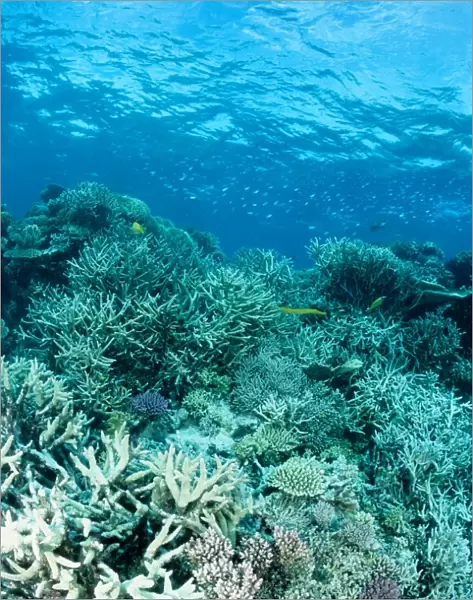 Coral reef scene dominated by branching coral (Acropora spp). Ribbon Reef Number 10, Great Barrier Reef Marine Park, Queensland, Australia