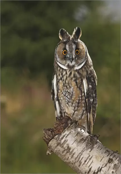 Long eared Owl - perched on tree stump at dusk - Bedfordshire UK 007710