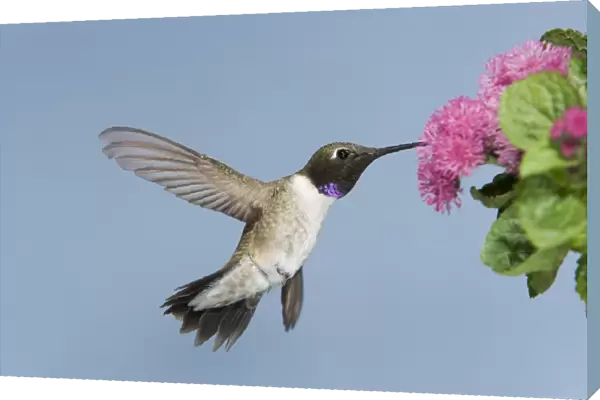 Black-chinned Hummingbird - male - in flight feeding at flower - British Columbia - Canada BI018949