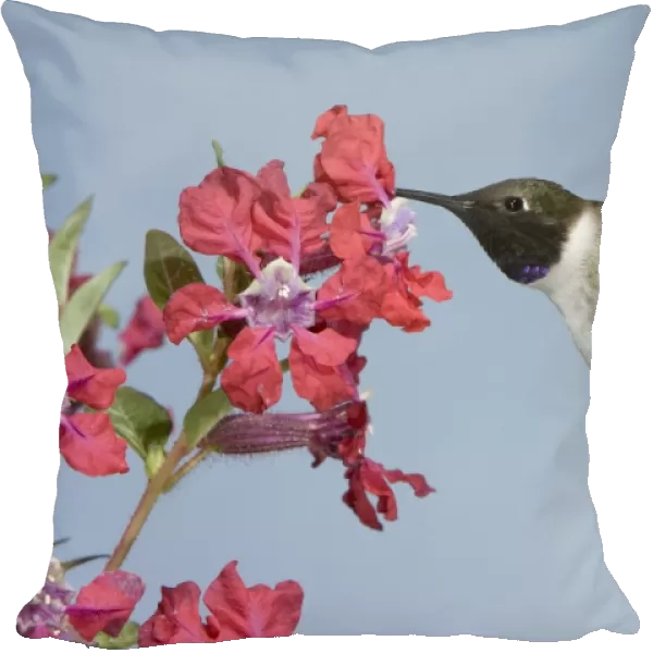 Black-chinned Hummingbird - male - in flight at flower - British Columbia - Canada BI019103